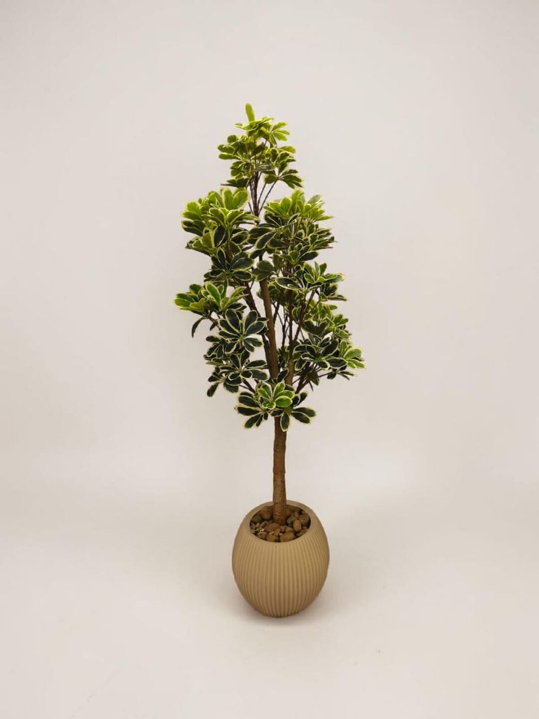 Artificial Variegated Schefflera (Umbrella Plant)
